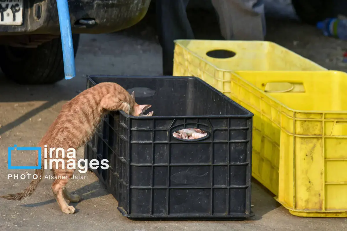 فروش میگو روی لنج؛ طعم دریا