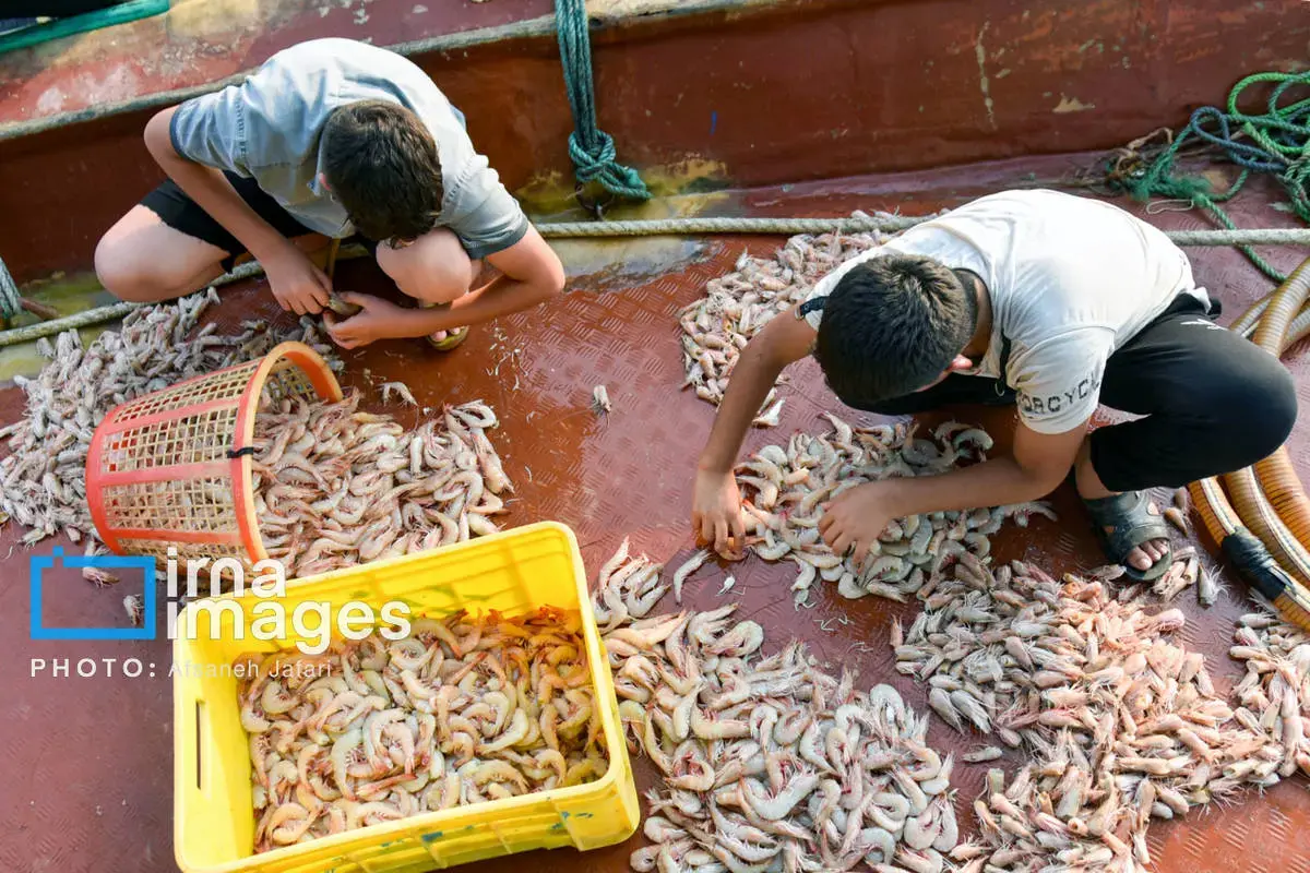 فروش میگو روی لنج؛ طعم دریا
