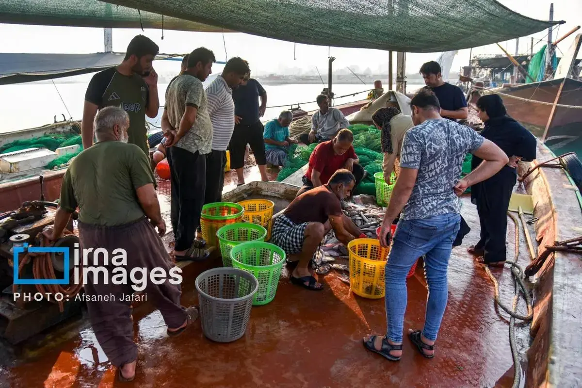 فروش میگو روی لنج؛ طعم دریا