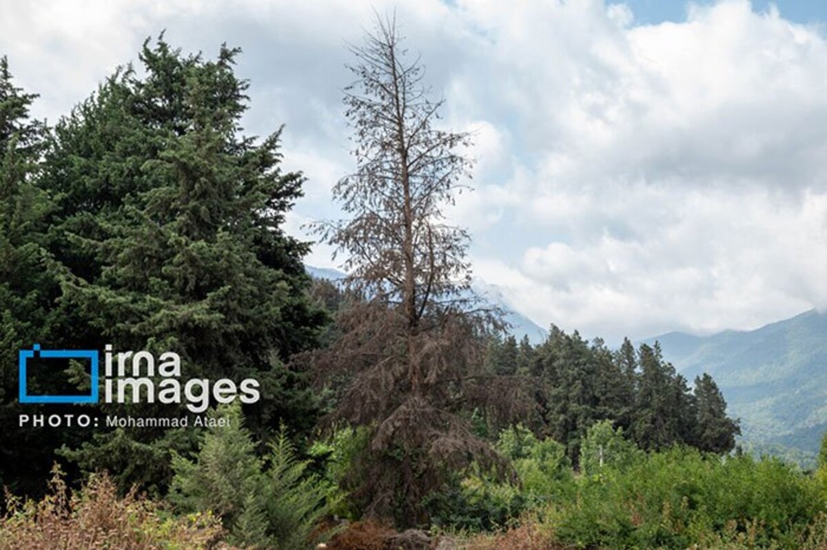 خشکسالی در جنگل‌های هیرکانی گلستان