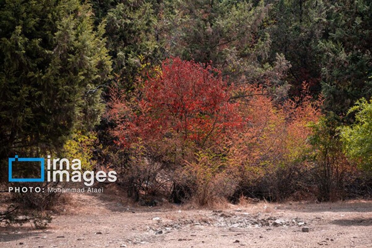 خشکسالی در جنگل‌های هیرکانی گلستان