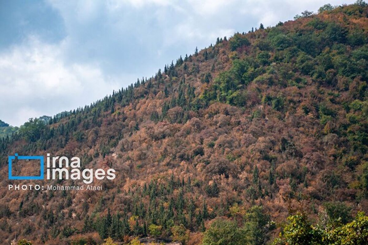 خشکسالی در جنگل‌های هیرکانی گلستان