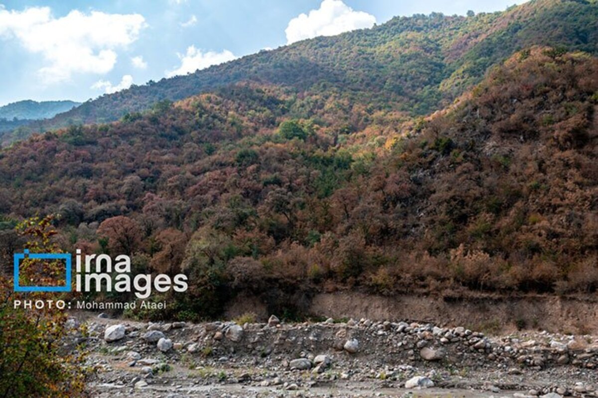 خشکسالی در جنگل‌های هیرکانی گلستان
