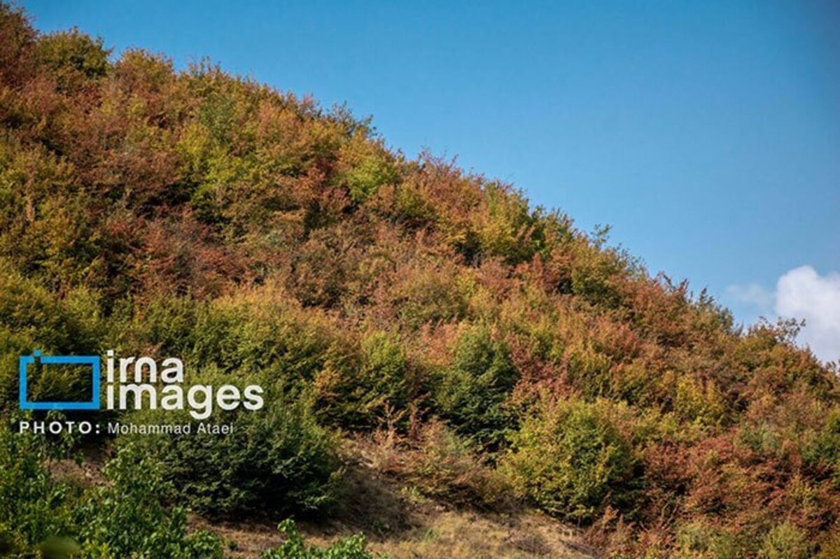 خشکسالی در جنگل‌های هیرکانی گلستان