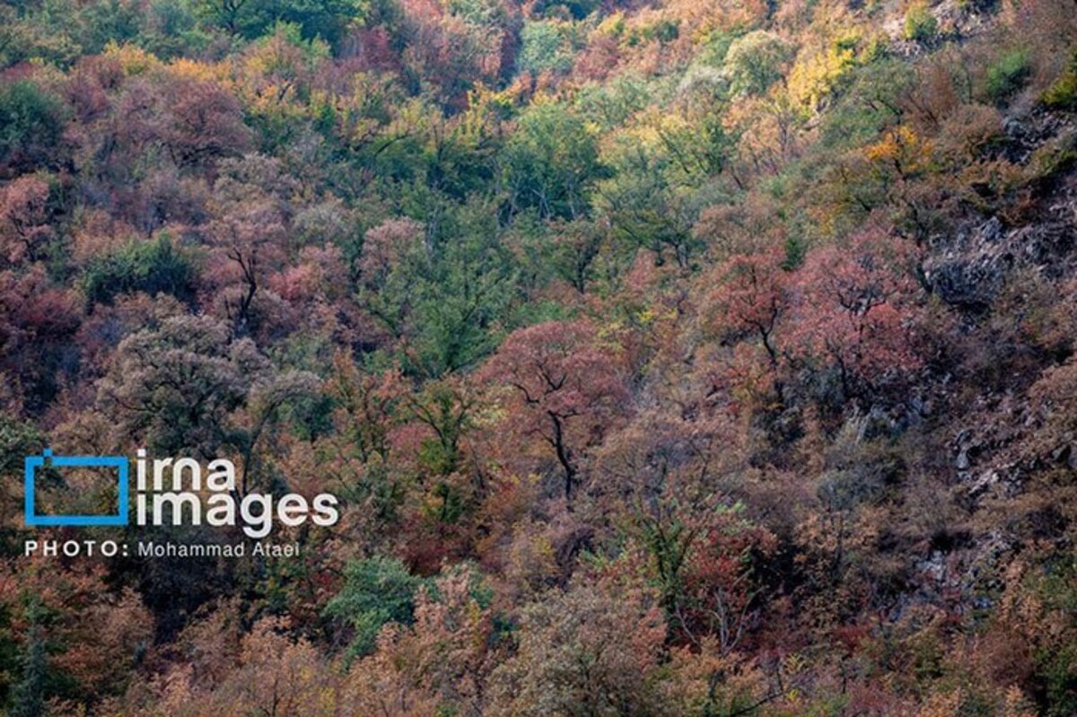 خشکسالی در جنگل‌های هیرکانی گلستان