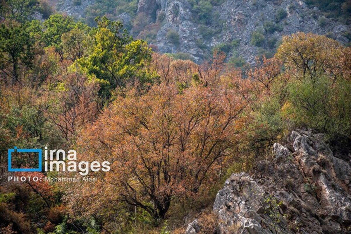 خشکسالی در جنگل‌های هیرکانی گلستان