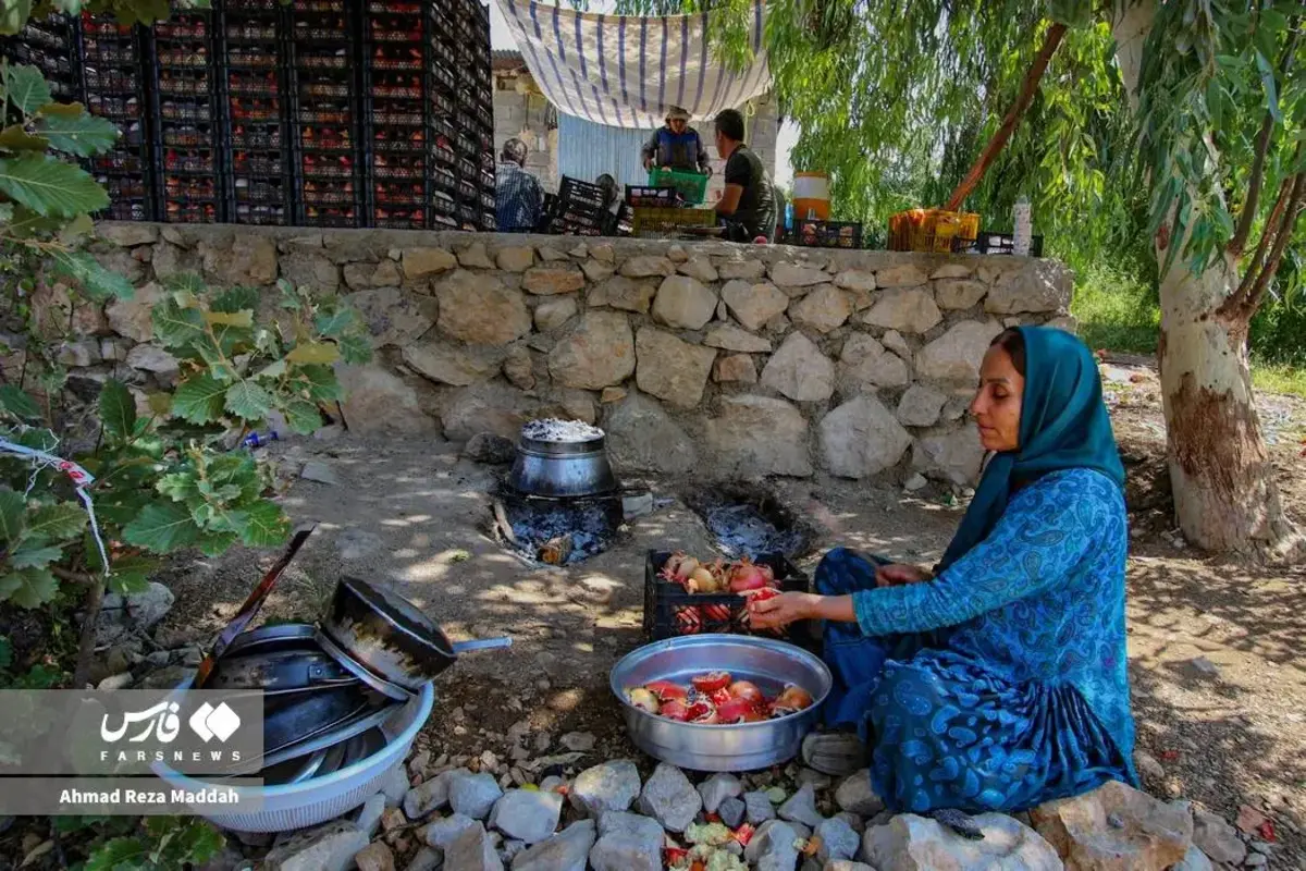 انار چینی در شهریور داغ کهمره
