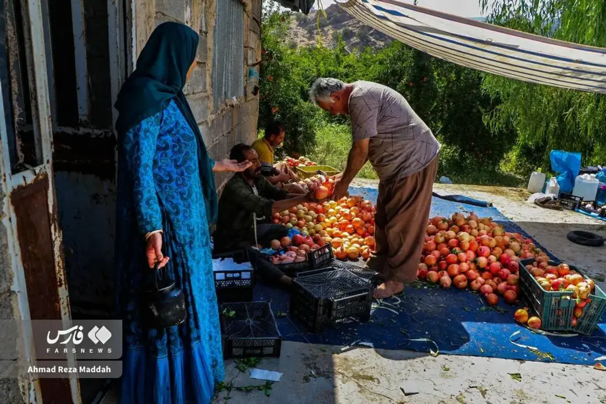 انار چینی در شهریور داغ کهمره