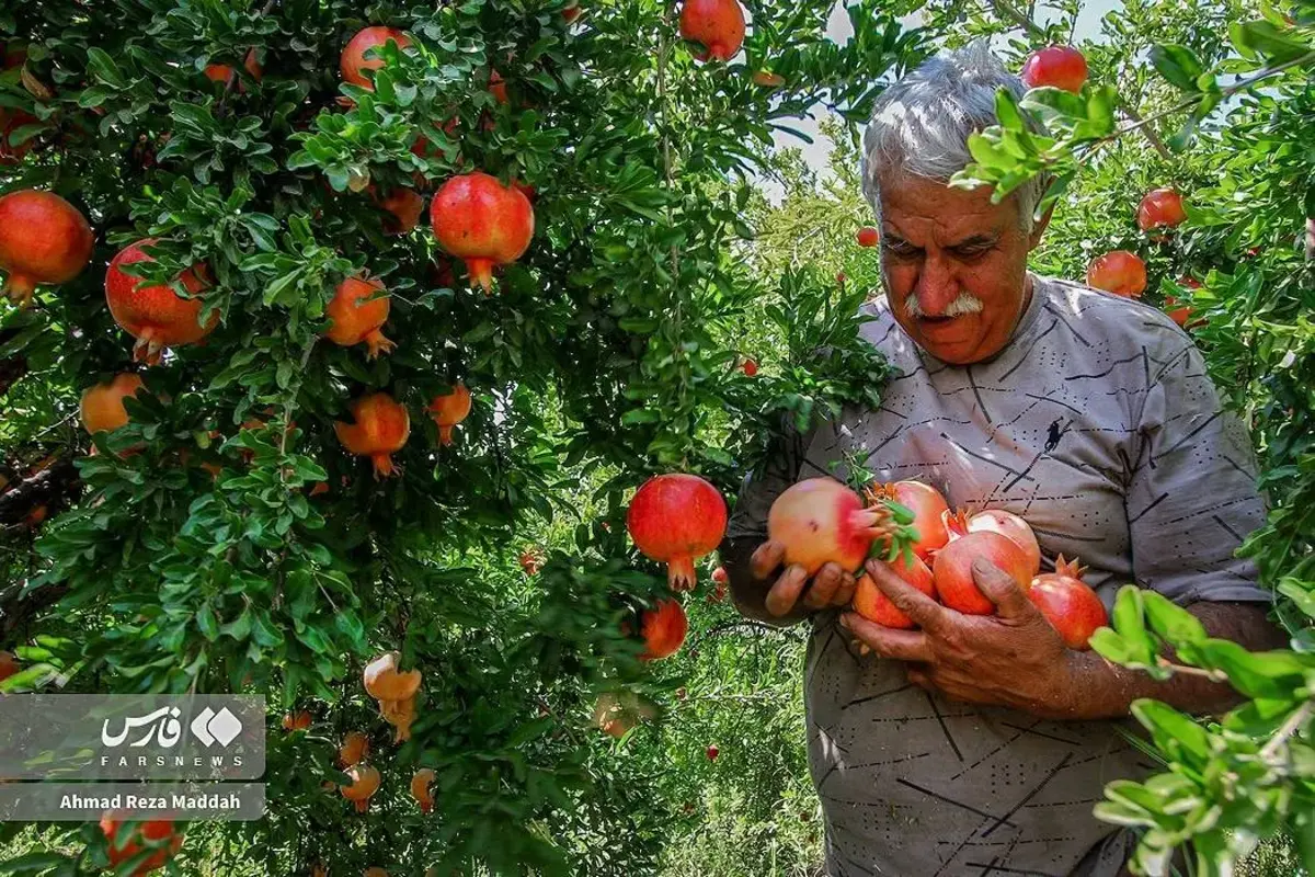 انار چینی در شهریور داغ کهمره
