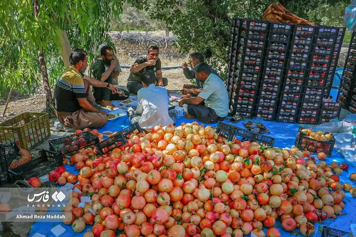 انار چینی در شهریور داغ کهمره