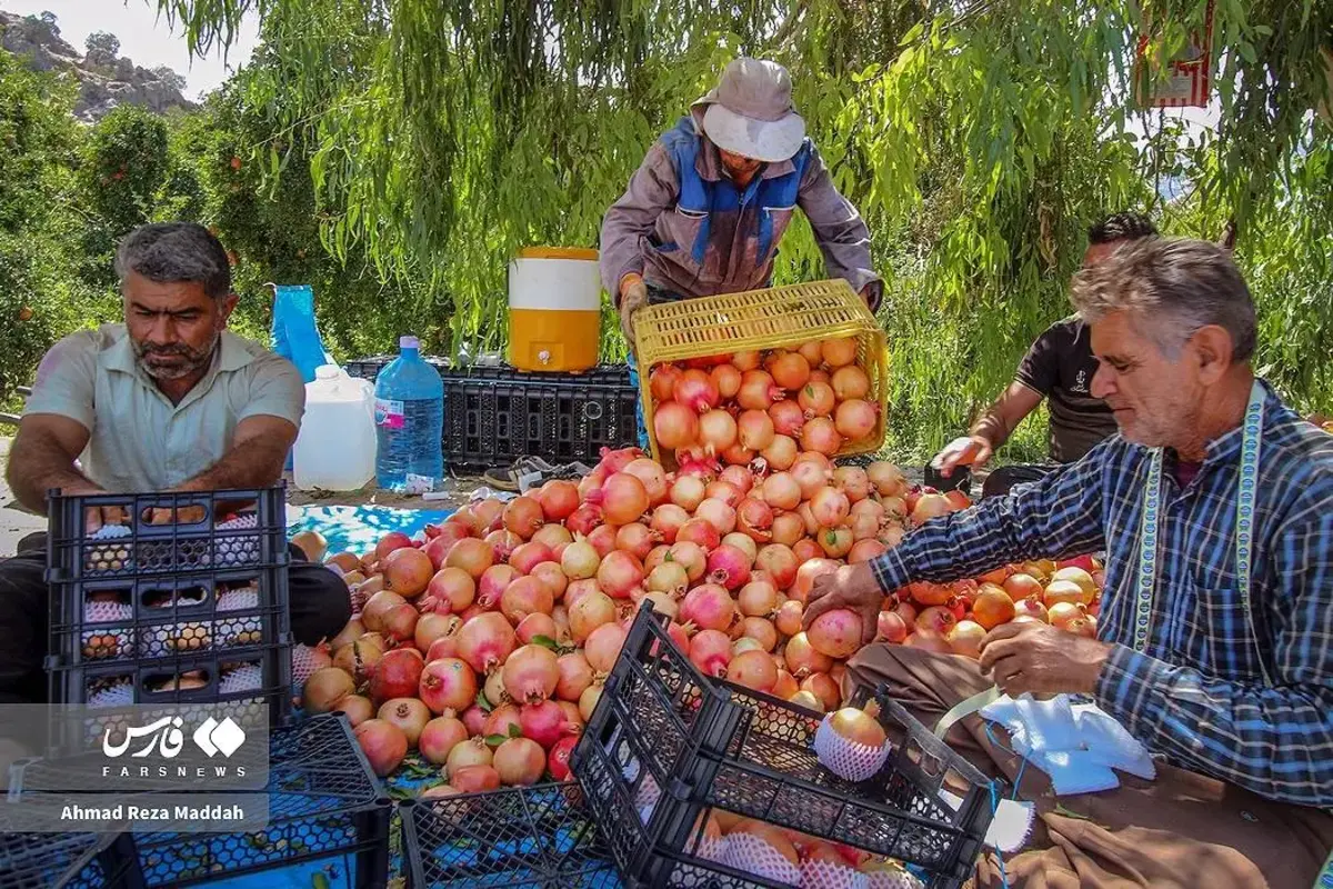 انار چینی در شهریور داغ کهمره