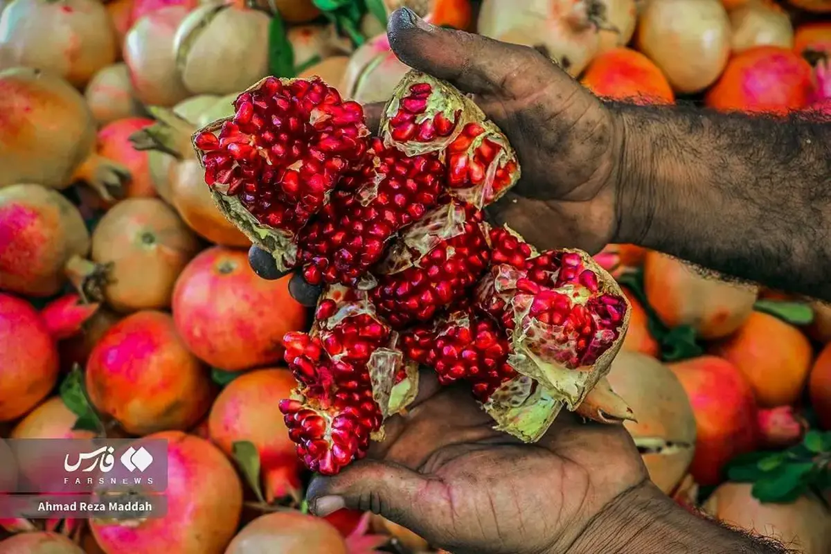 انار چینی در شهریور داغ کهمره