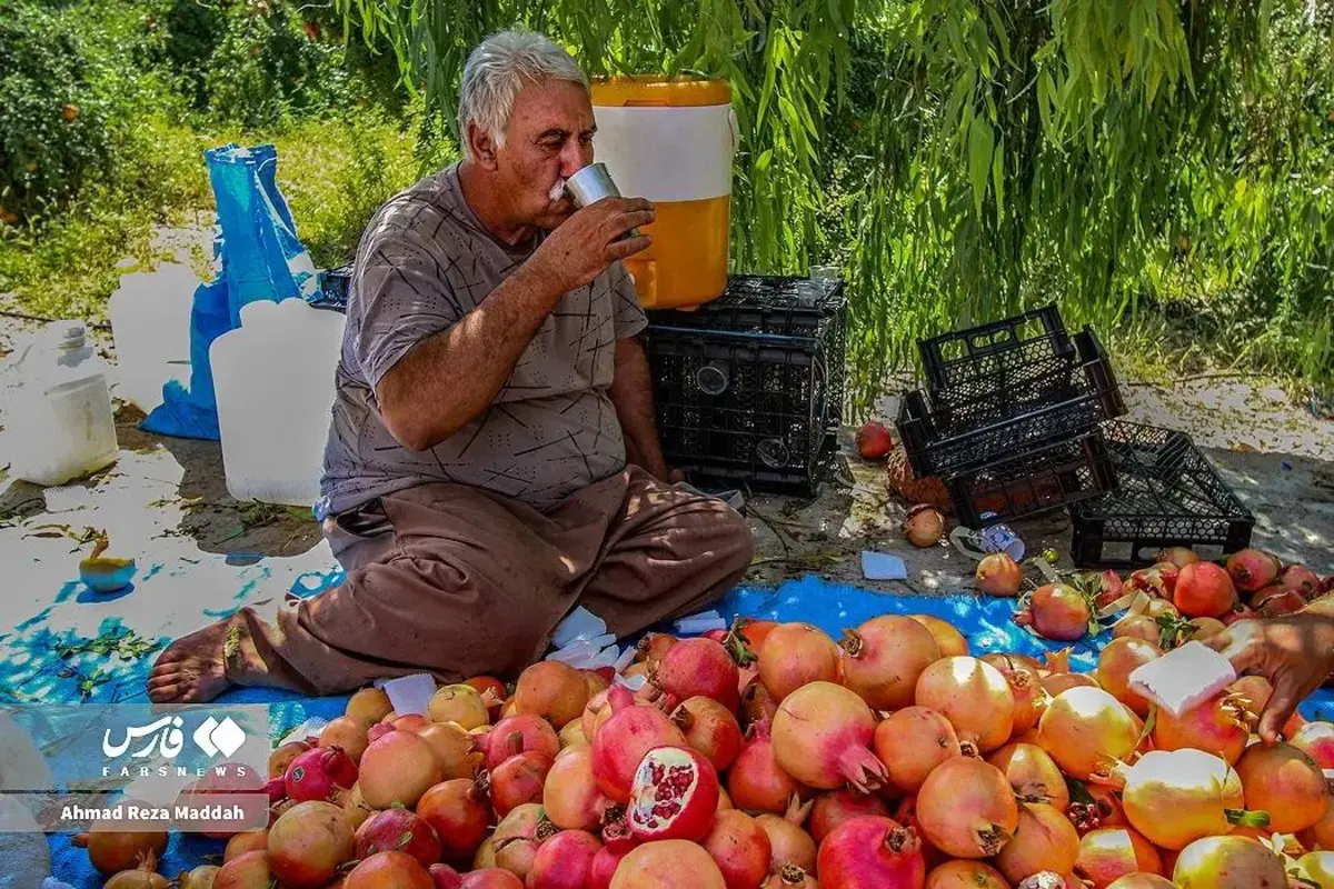 انار چینی در شهریور داغ کهمره