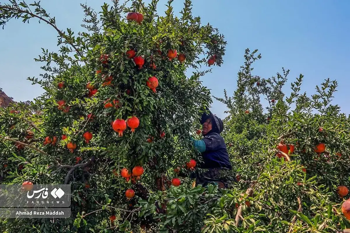 انار چینی در شهریور داغ کهمره