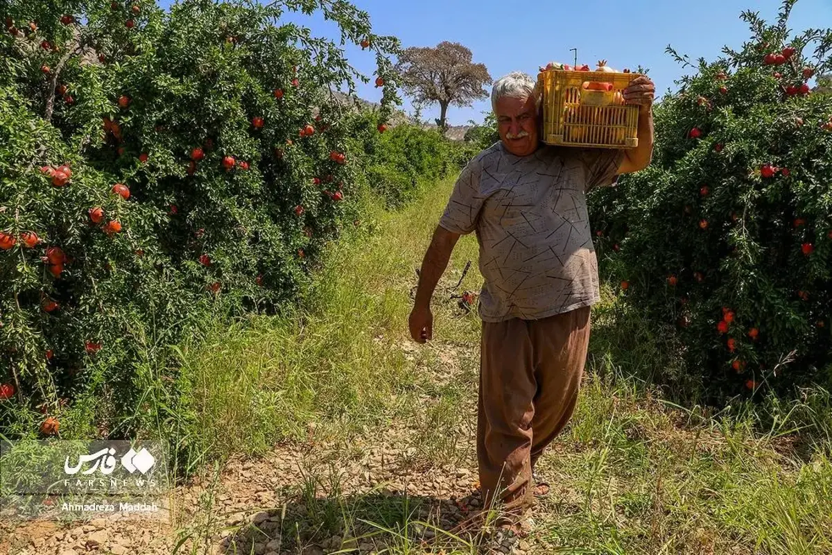 انار چینی در شهریور داغ کهمره