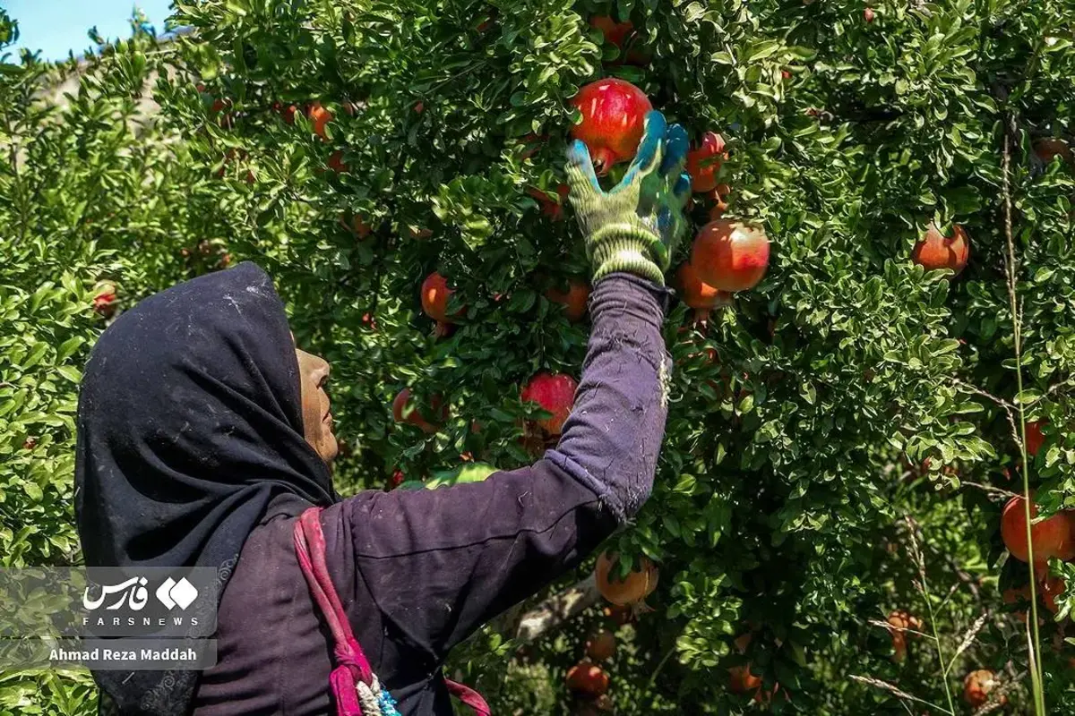 انار چینی در شهریور داغ کهمره