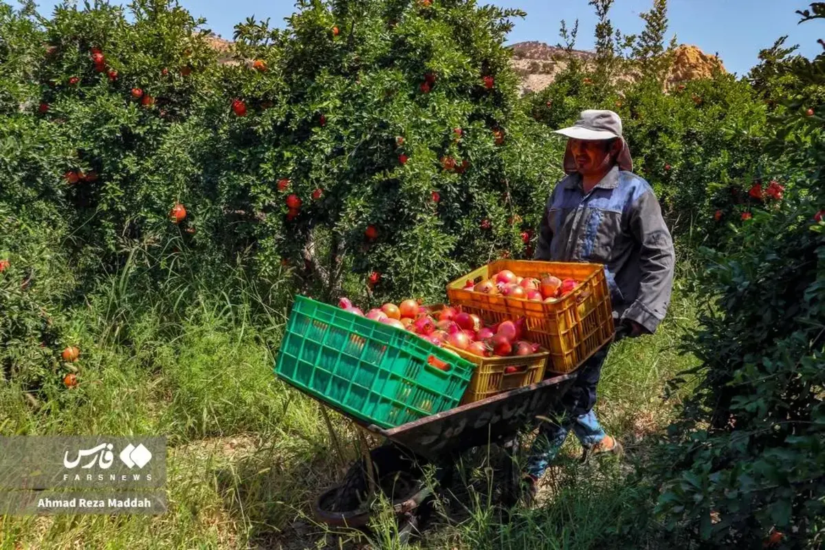 انار چینی در شهریور داغ کهمره