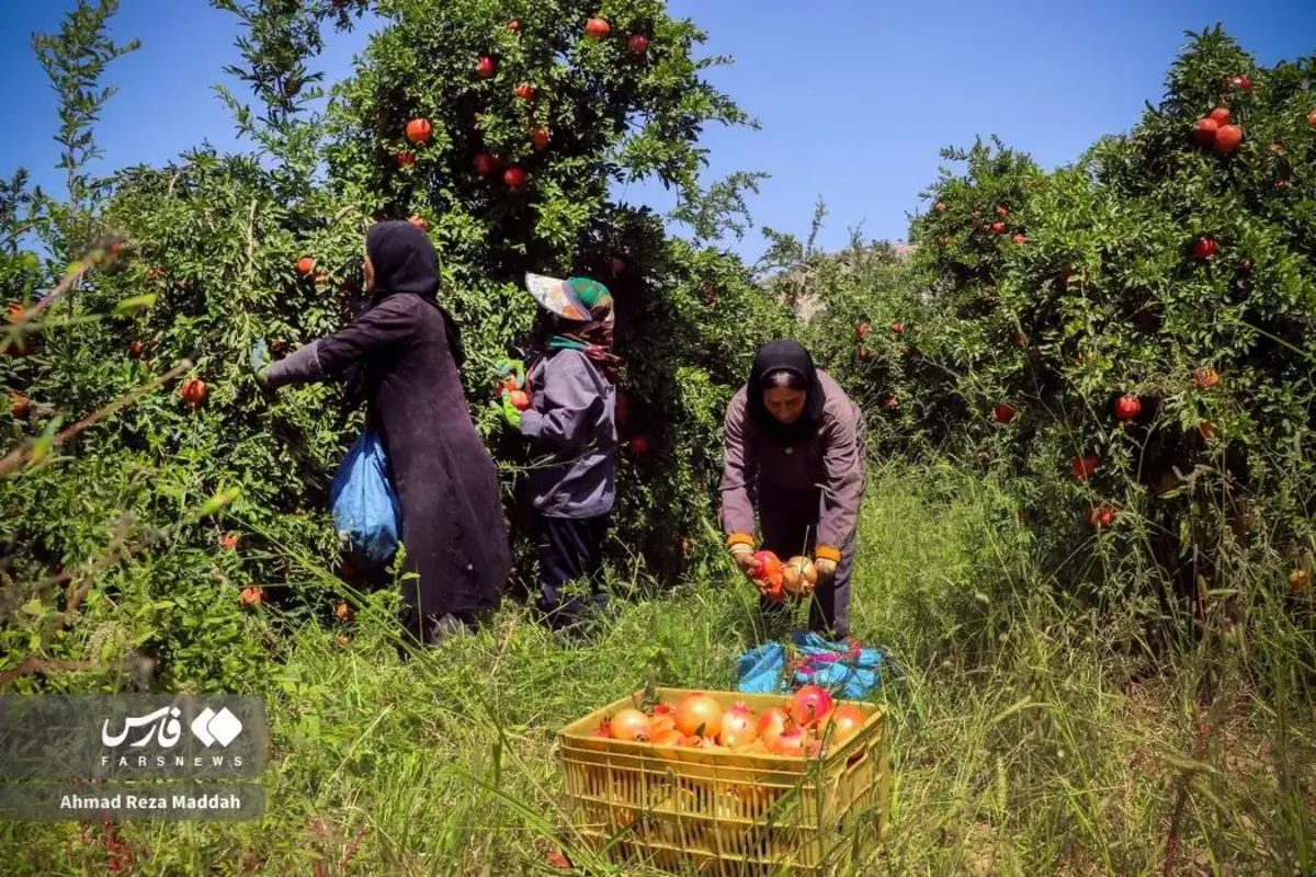 انار چینی در شهریور داغ کهمره