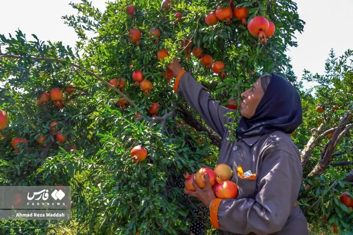 انار چینی در شهریور داغ کهمره