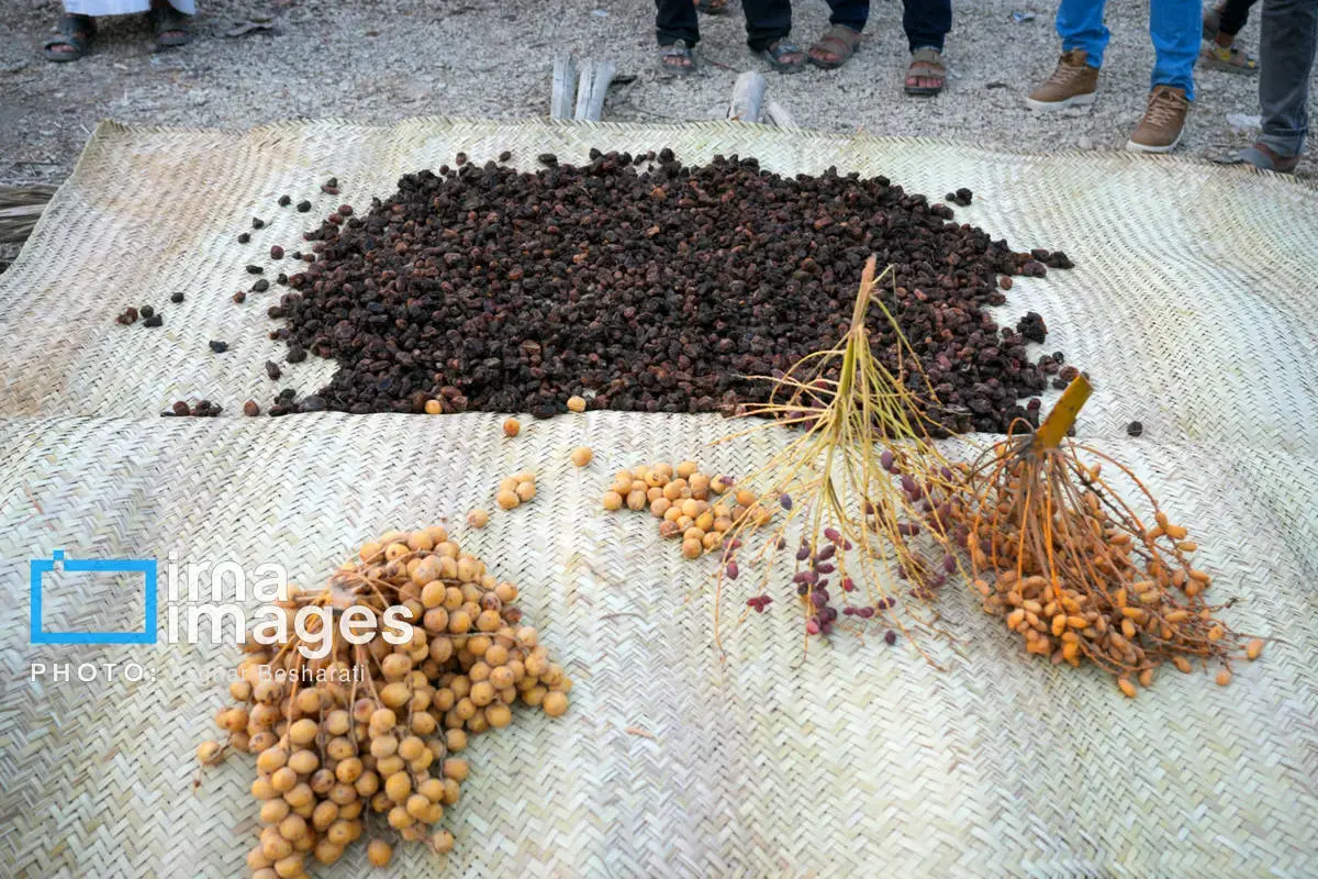 جشنواره نوروز زراعی در روستای دیرستان