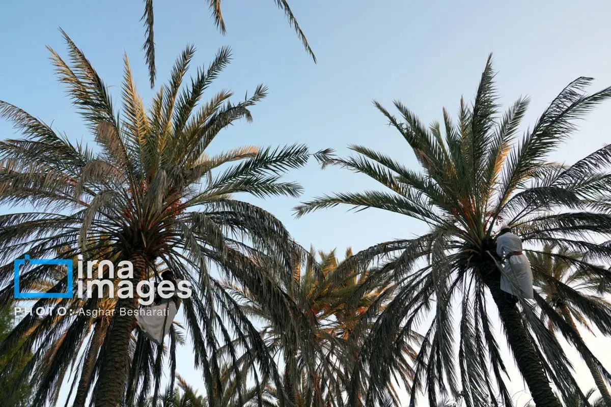 جشنواره نوروز زراعی در روستای دیرستان