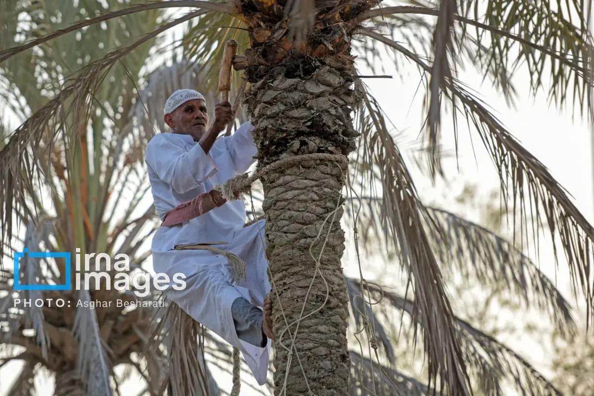 جشنواره نوروز زراعی در روستای دیرستان