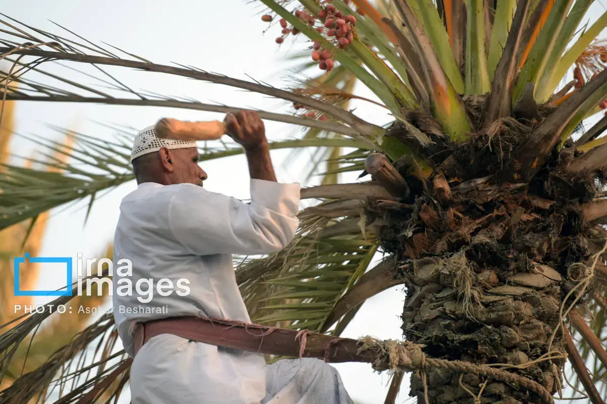 جشنواره نوروز زراعی در روستای دیرستان