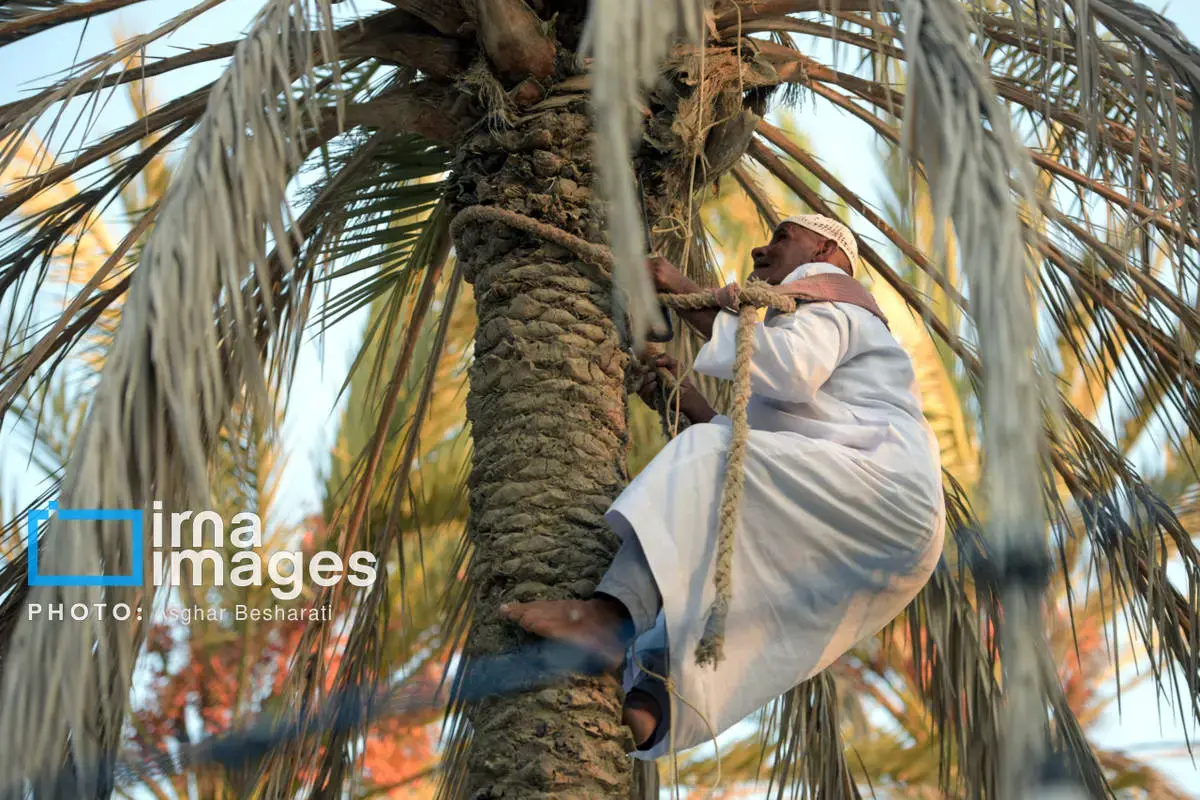 جشنواره نوروز زراعی در روستای دیرستان