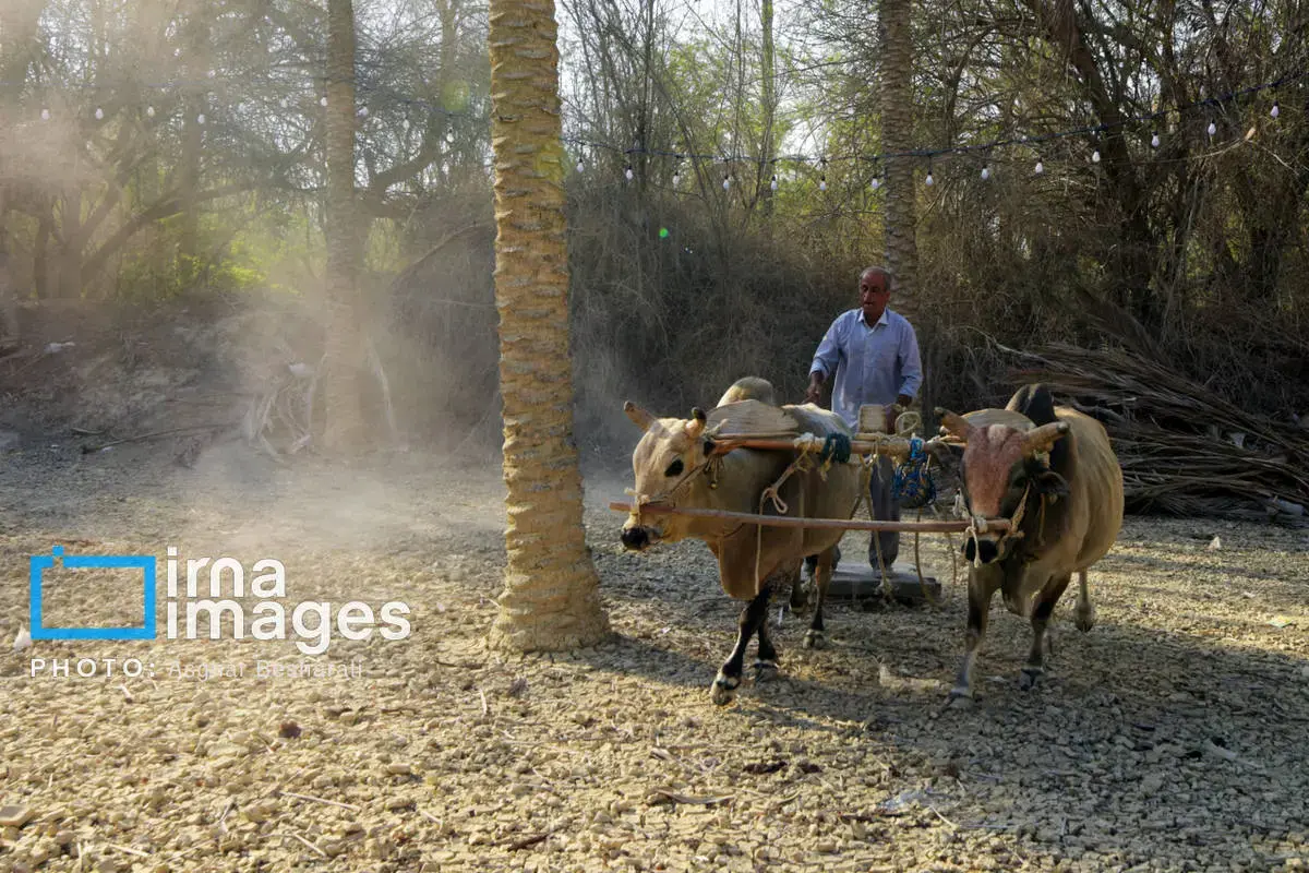 جشنواره نوروز زراعی در روستای دیرستان