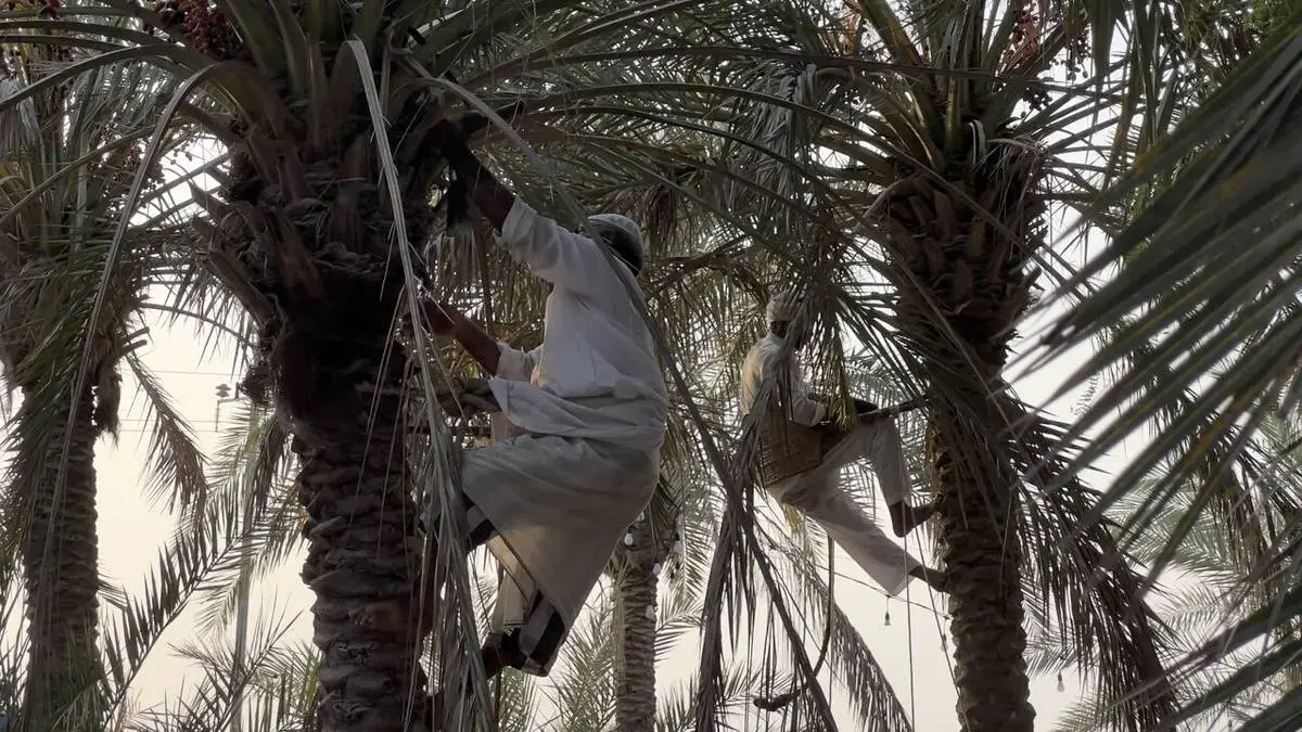 جشنواره نوروز زراعی در روستای دیرستان