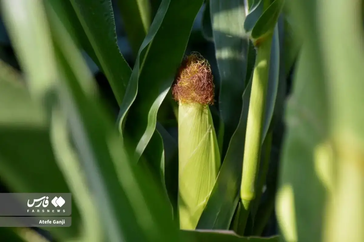 برداشت بلال در چهارمحال و بختیاری