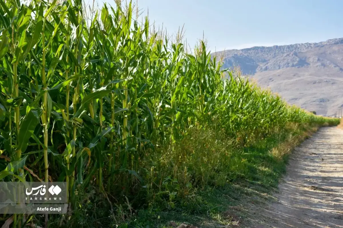 برداشت بلال در چهارمحال و بختیاری