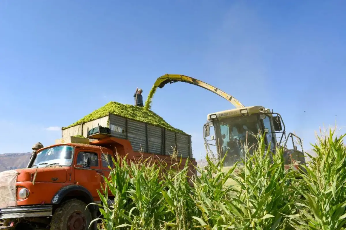 برداشت بلال در چهارمحال و بختیاری