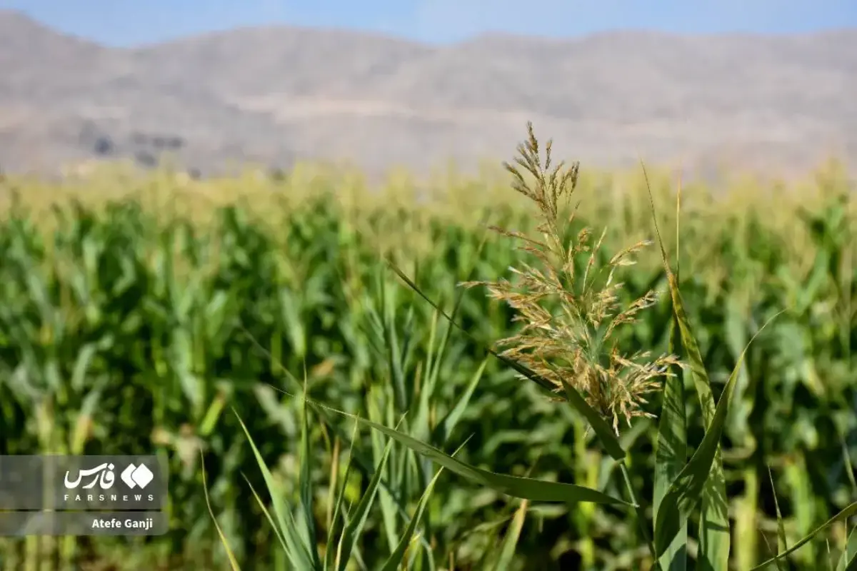 برداشت بلال در چهارمحال و بختیاری