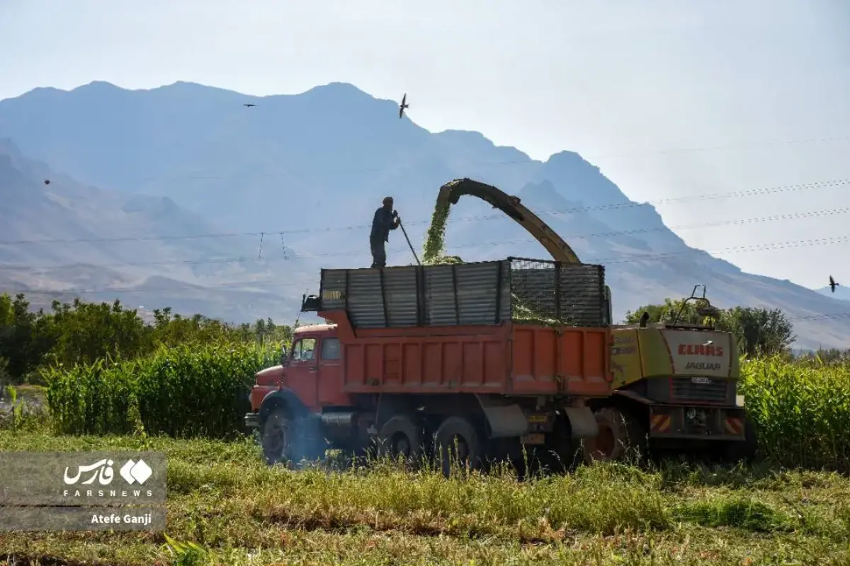 برداشت بلال در چهارمحال و بختیاری