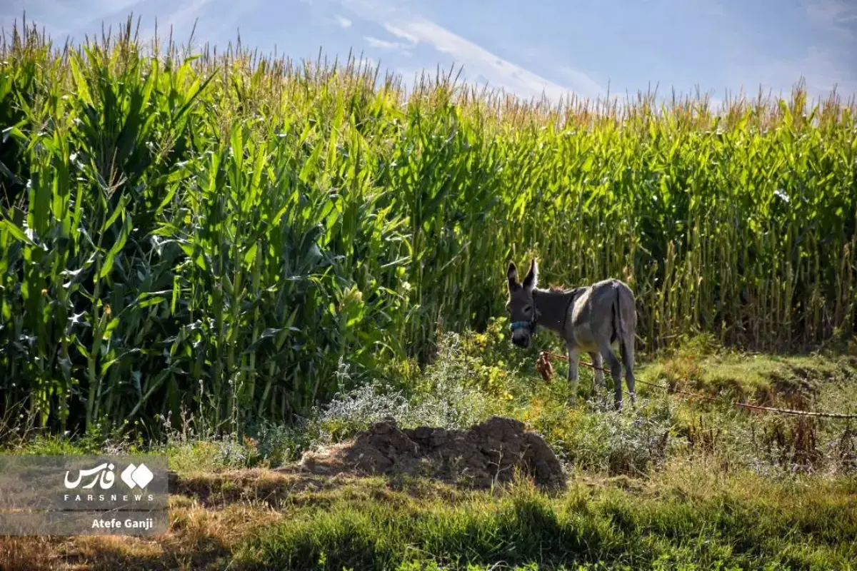 برداشت بلال در چهارمحال و بختیاری
