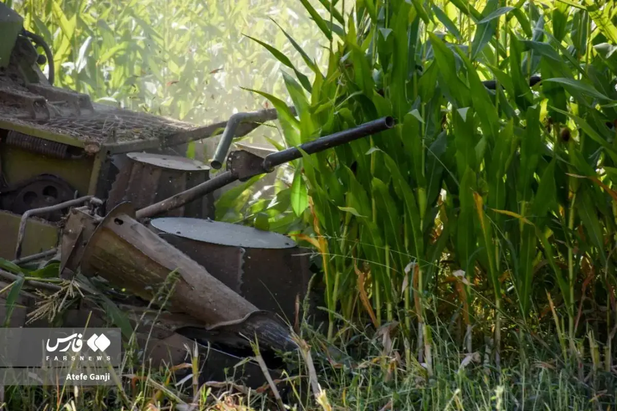 برداشت بلال در چهارمحال و بختیاری