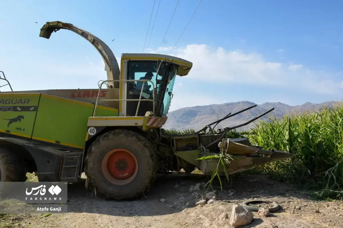 برداشت بلال در چهارمحال و بختیاری