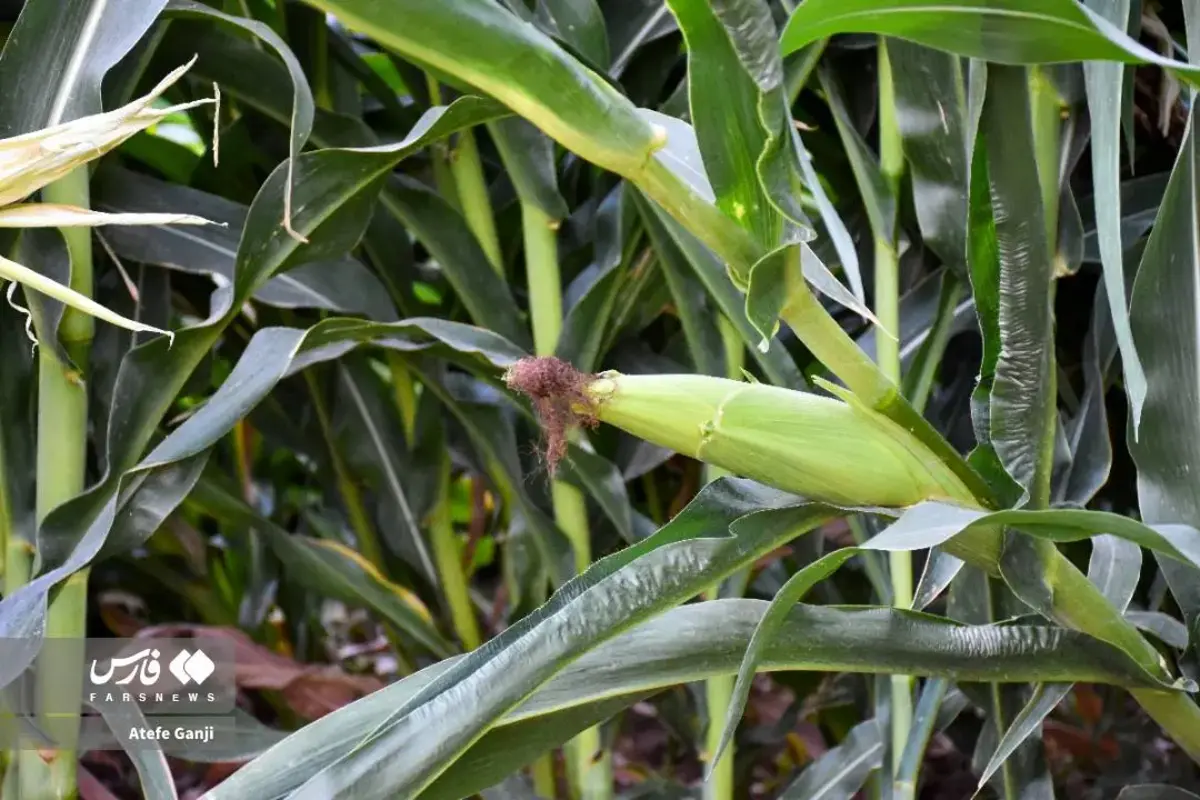 برداشت بلال در چهارمحال و بختیاری