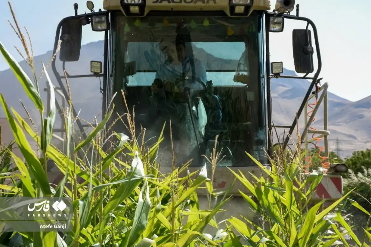 برداشت بلال در چهارمحال و بختیاری