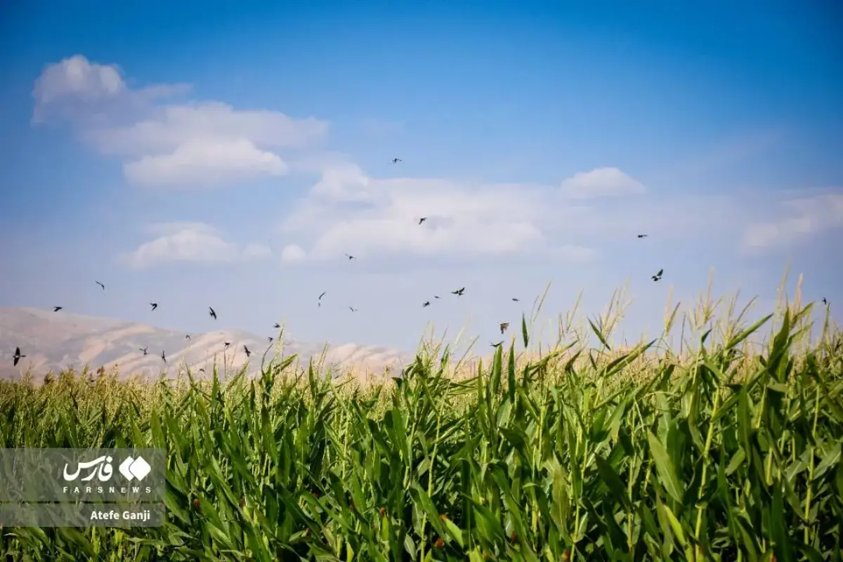 برداشت بلال در چهارمحال و بختیاری