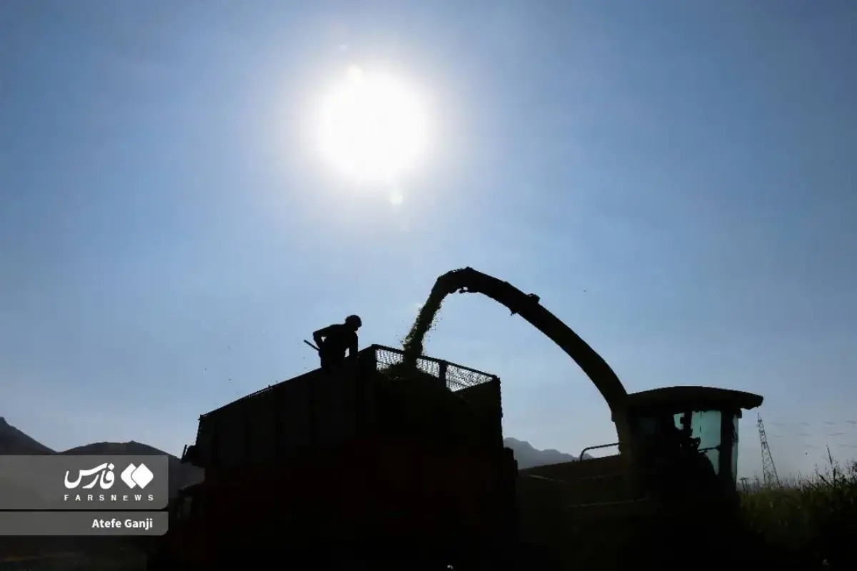 برداشت بلال در چهارمحال و بختیاری