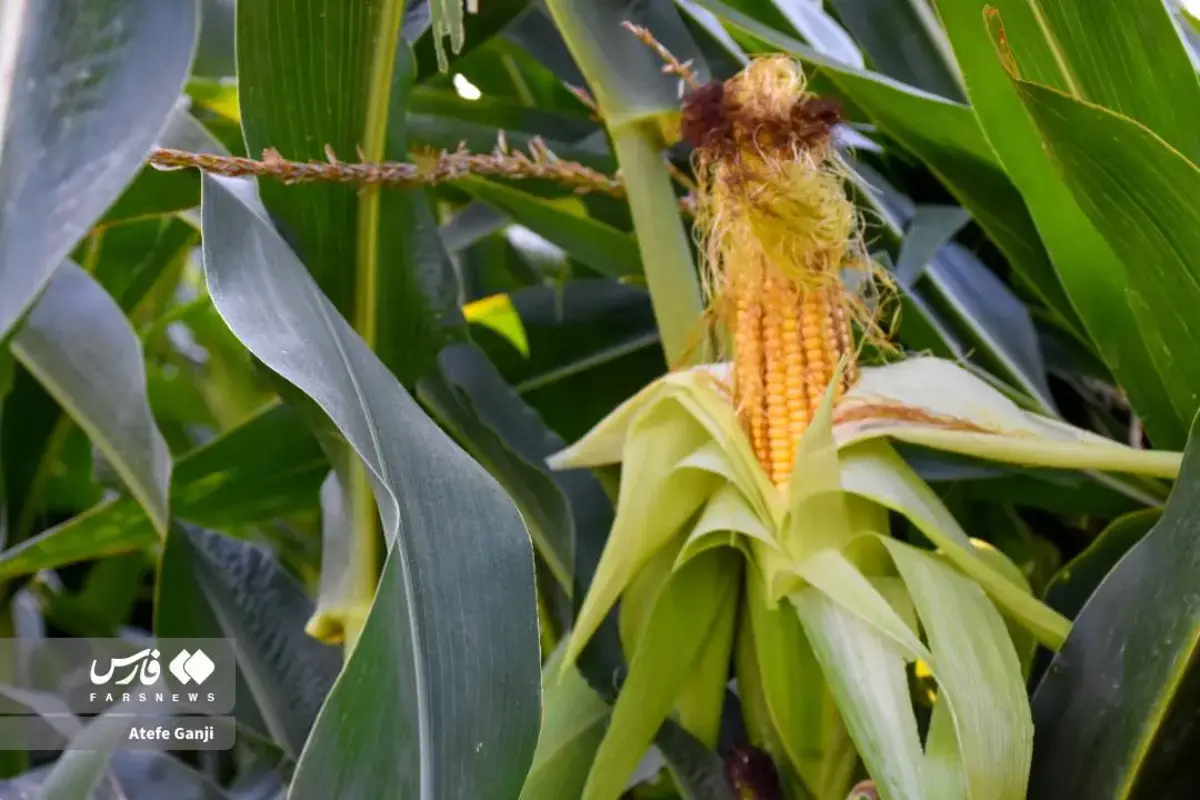 برداشت بلال در چهارمحال و بختیاری