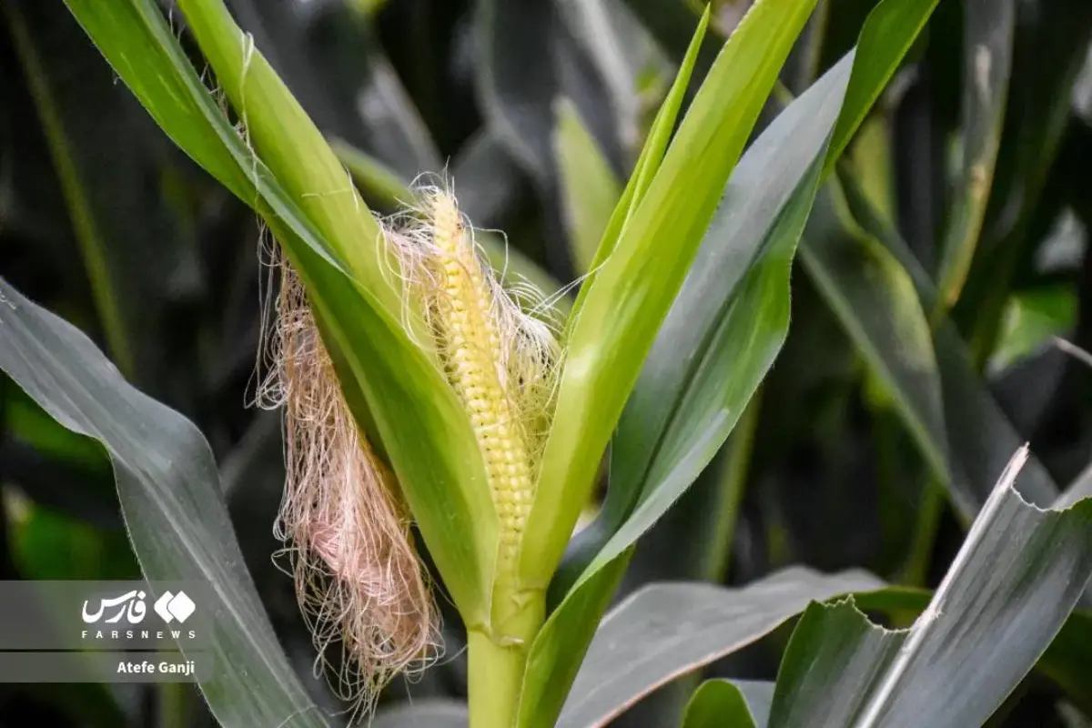 برداشت بلال در چهارمحال و بختیاری