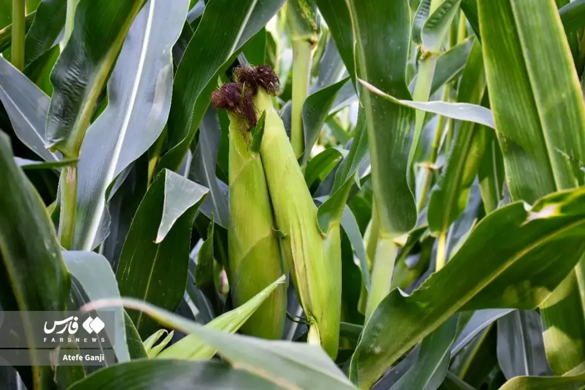 برداشت بلال در چهارمحال و بختیاری