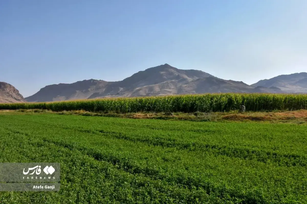 برداشت بلال در چهارمحال و بختیاری