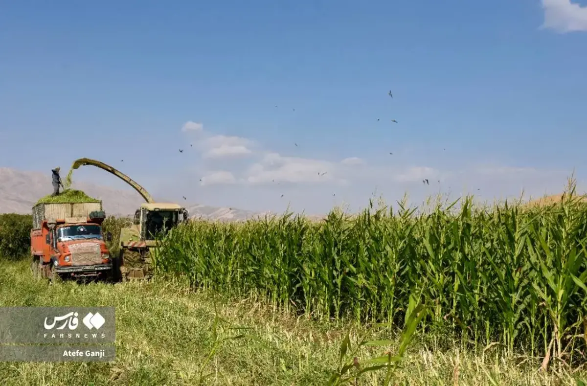 برداشت بلال در چهارمحال و بختیاری