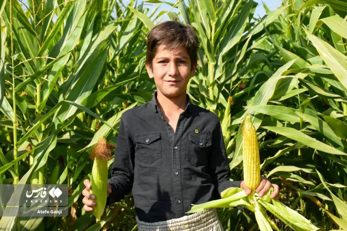 برداشت بلال در چهارمحال و بختیاری