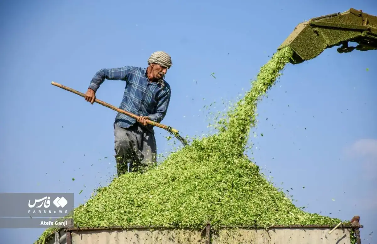 برداشت بلال در چهارمحال و بختیاری