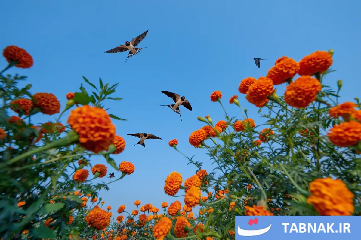 شکوه پرندگان در قاب دوربین